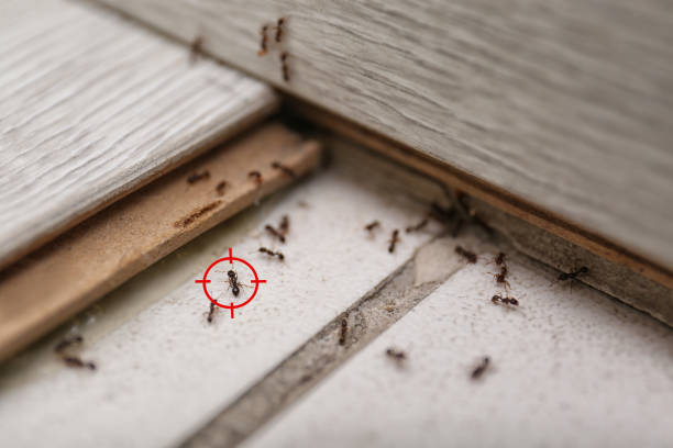 Best Bed Bug Extermination  in Dollar Bay, MI