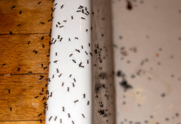 Pest Control for Restaurants in Dollar Bay, MI
